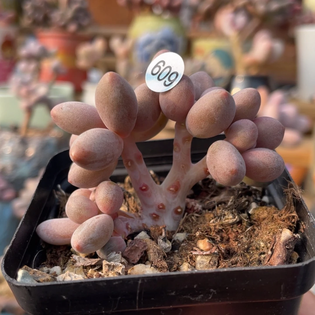 桃花奶酪多肉植物出血斑