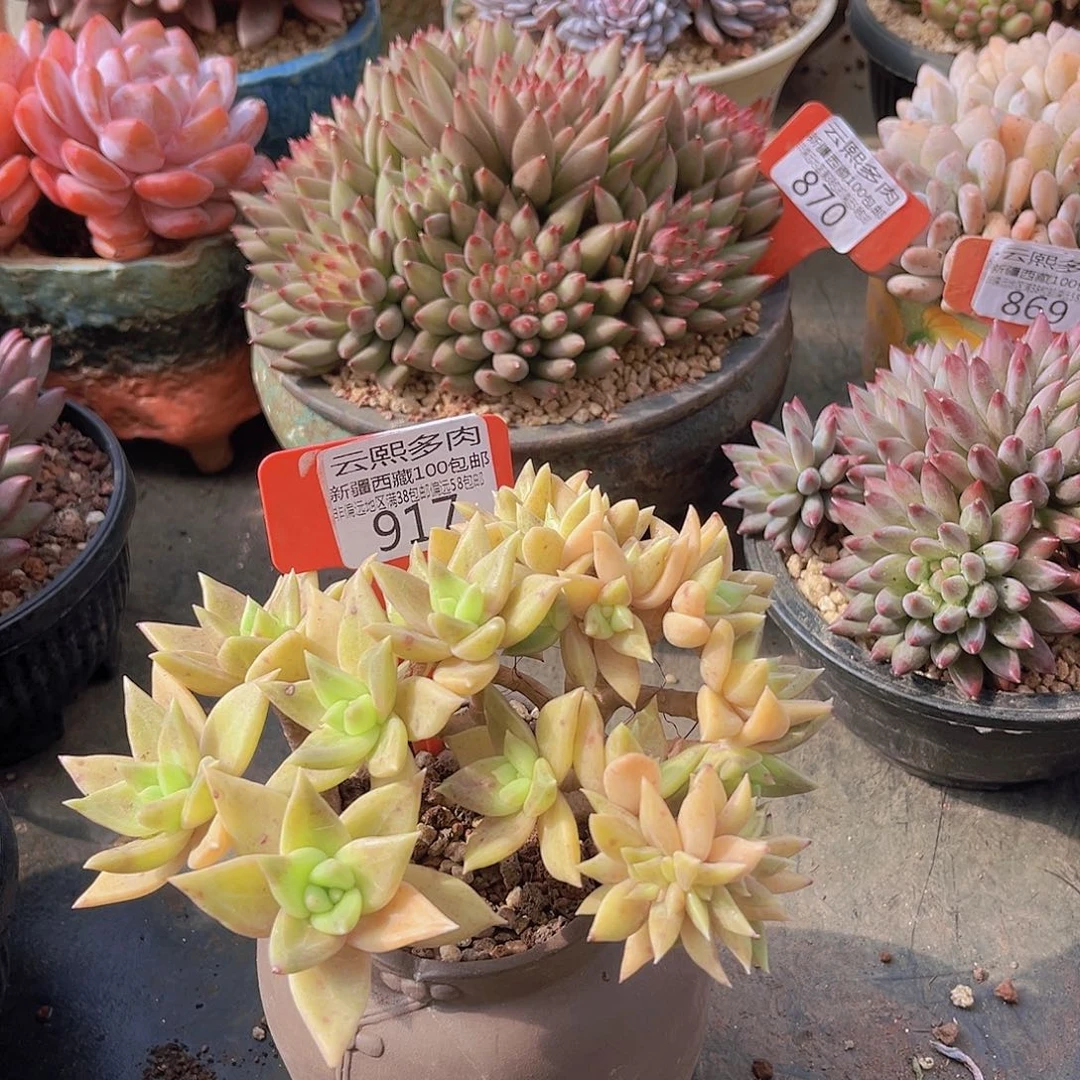 917表丽娜多肉植物