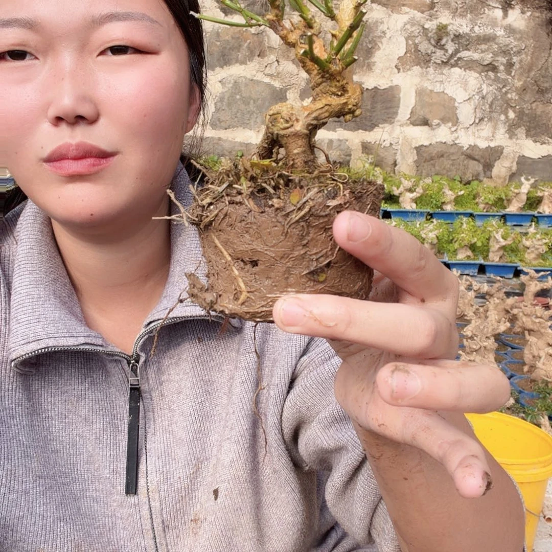 子***鱼无花朵那个发给你哈哥