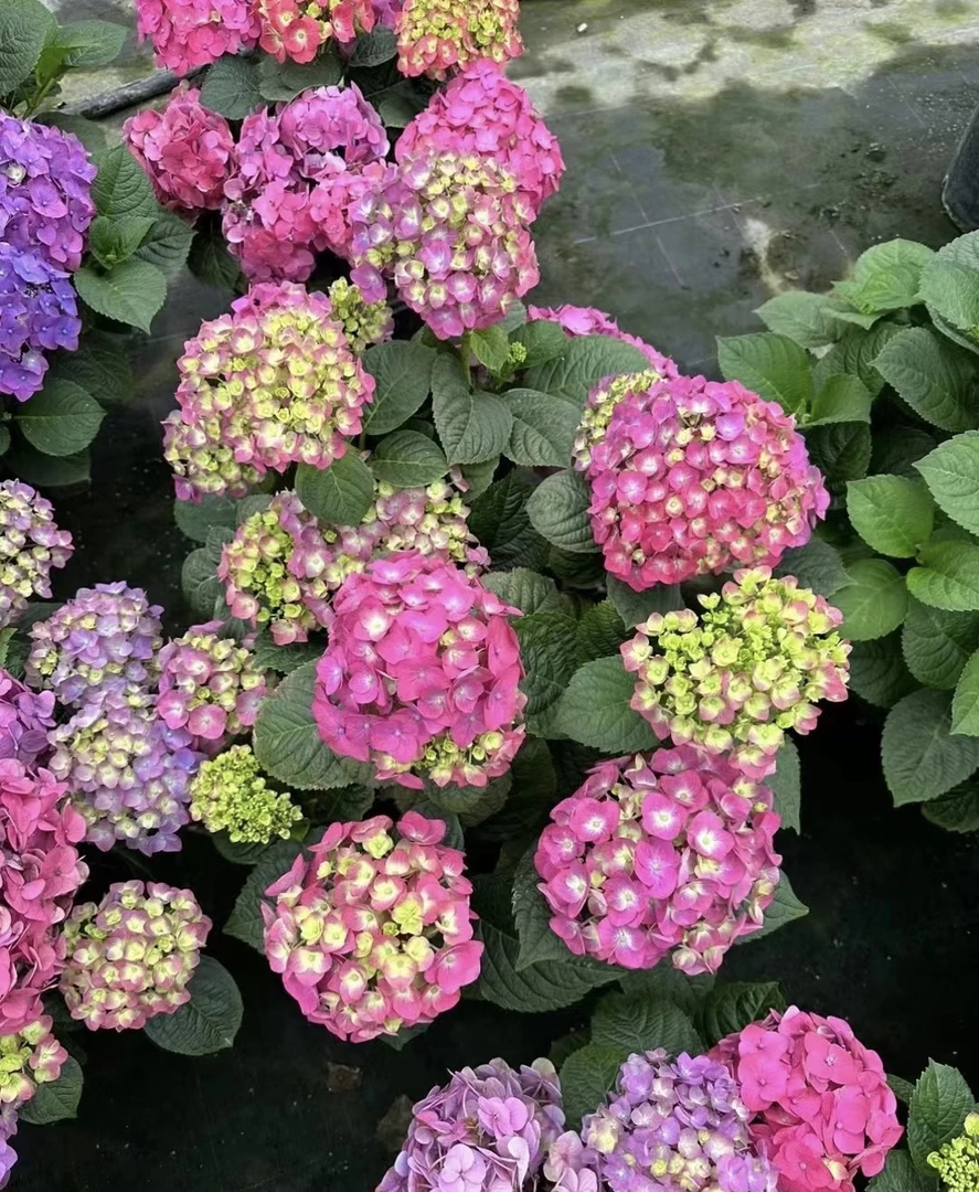 觅野花间〔无尽夏五代〕绣球 1加仑盆 一物一拍 室内室外庭院花卉