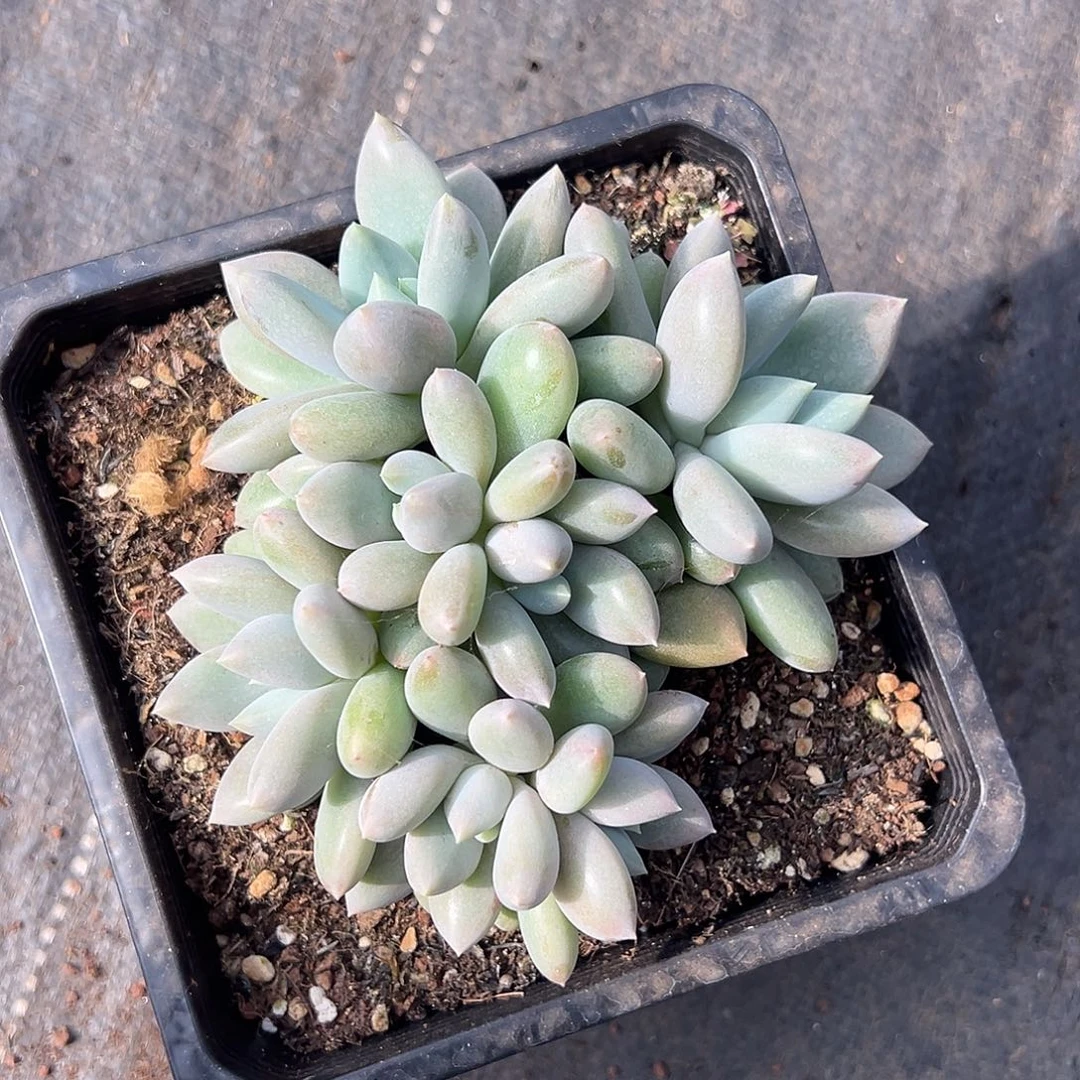 平头哥特多肉植物