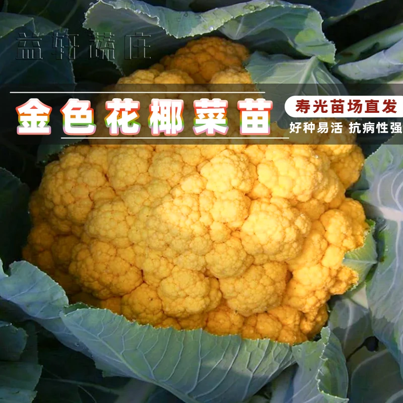 特色穴盘黄花菜苗黄花椰菜苗鲜活黄花菜苗四季露天阳台好种活蔬菜