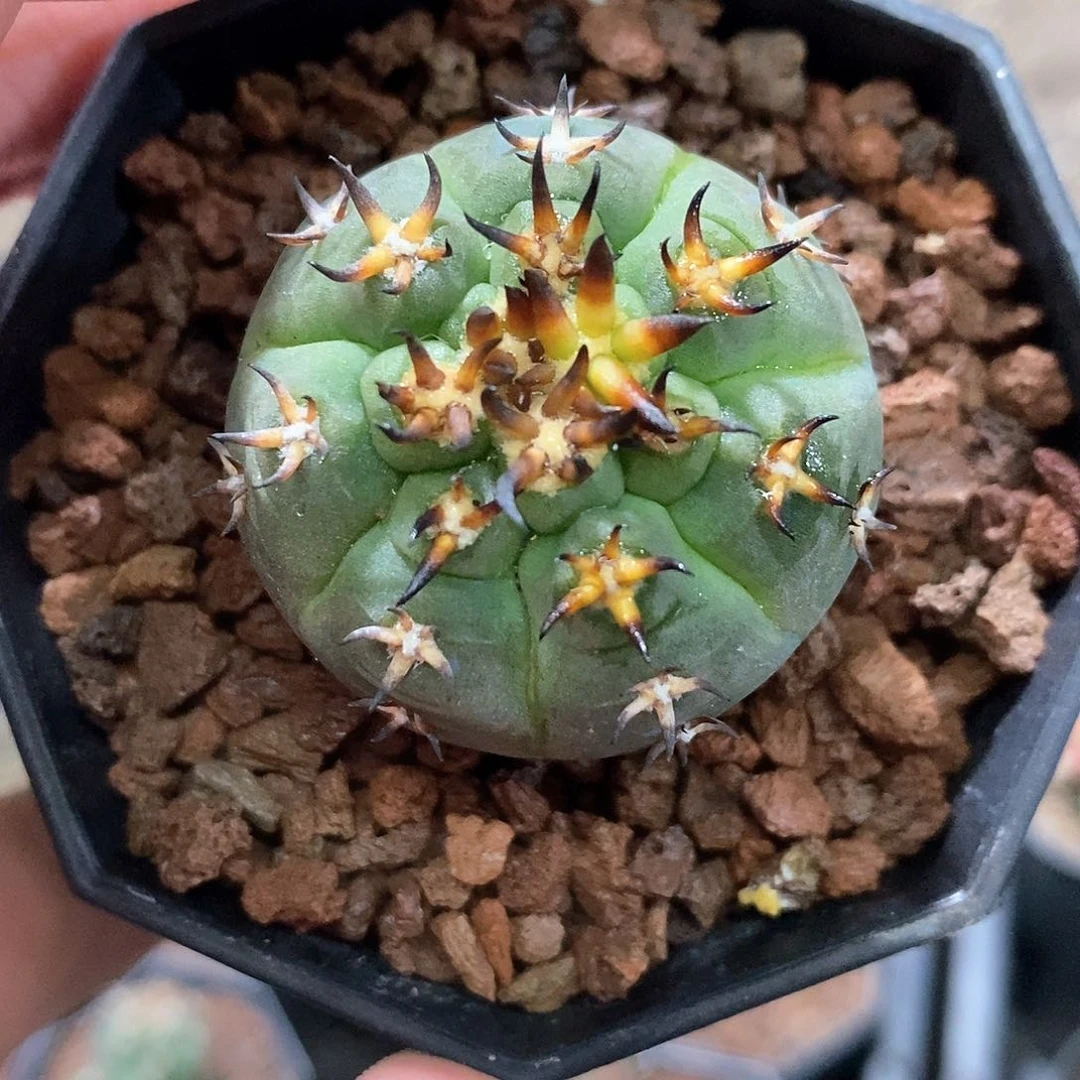 孤品实生优选粗粗猫爪3.7cm