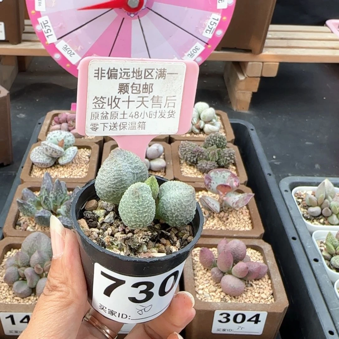 陈*淇730实生不差多肉植物