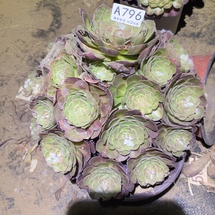 多肉植物法师796抹茶
