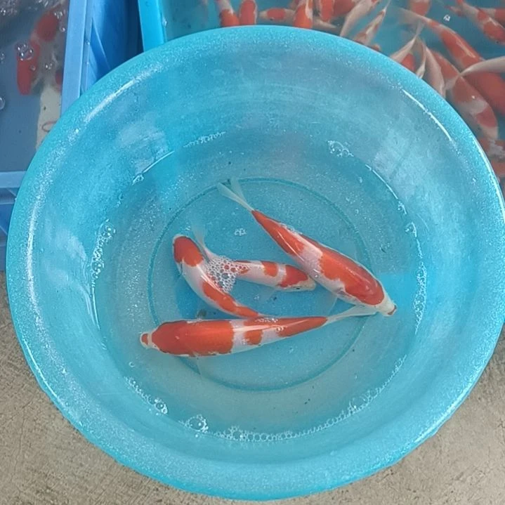 海水鱼顺丰包邮开箱包活2