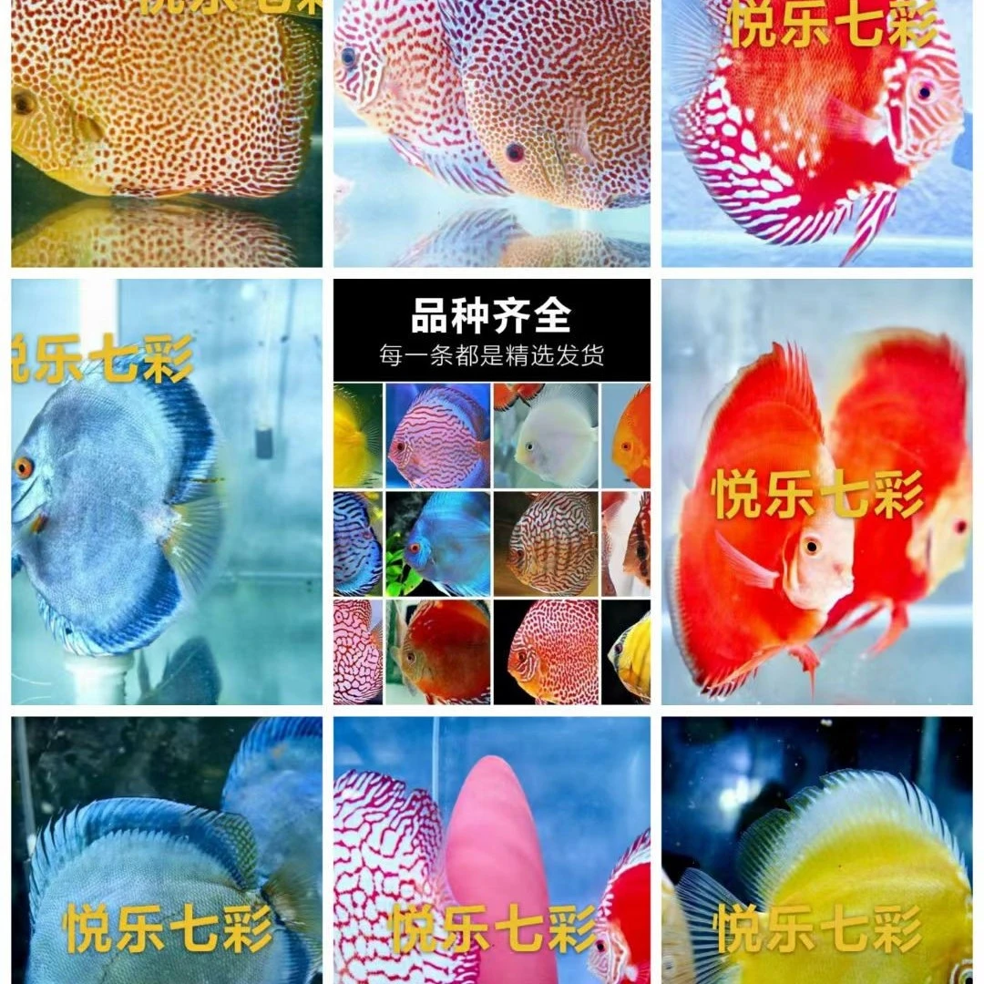 七彩神仙需要改价