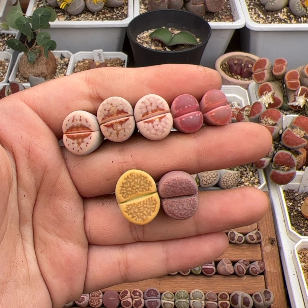 石***派0551号7颗 多肉植物