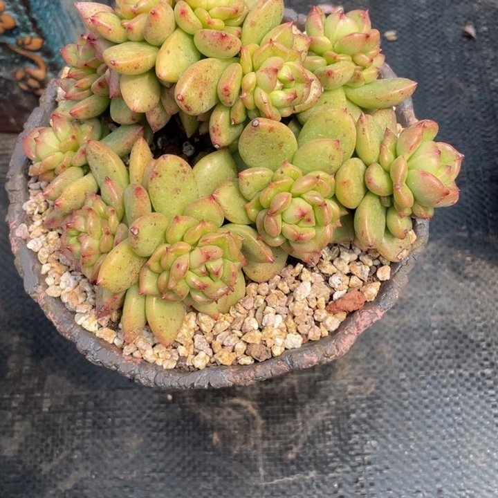 皖*弥一物一一拍