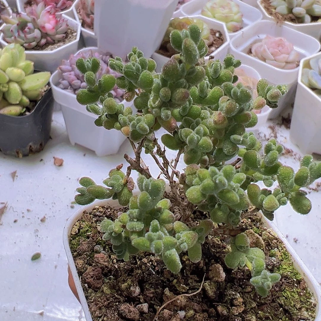 莱斯枝干19包邮多肉