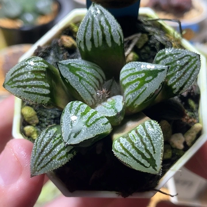 572快克特选福利一物