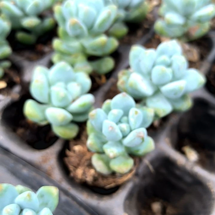 天使之泪，满5元包邮，