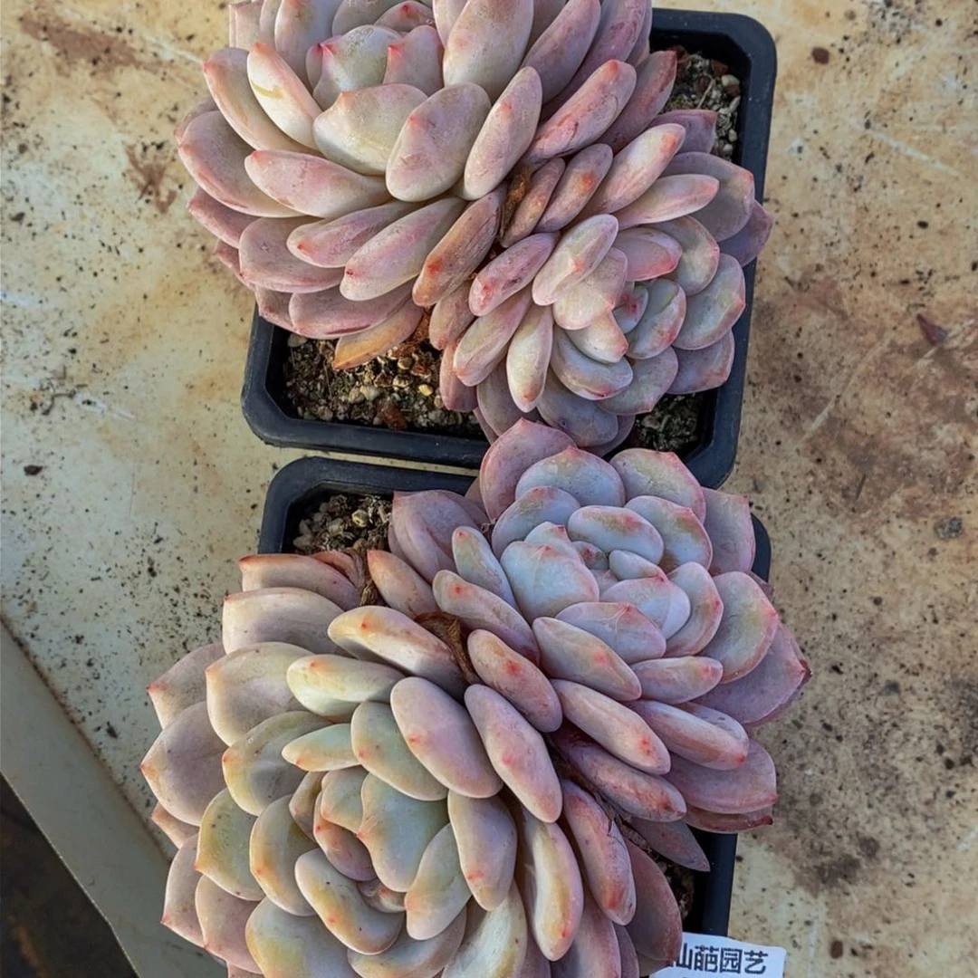 颜*492的人们在一起的时候