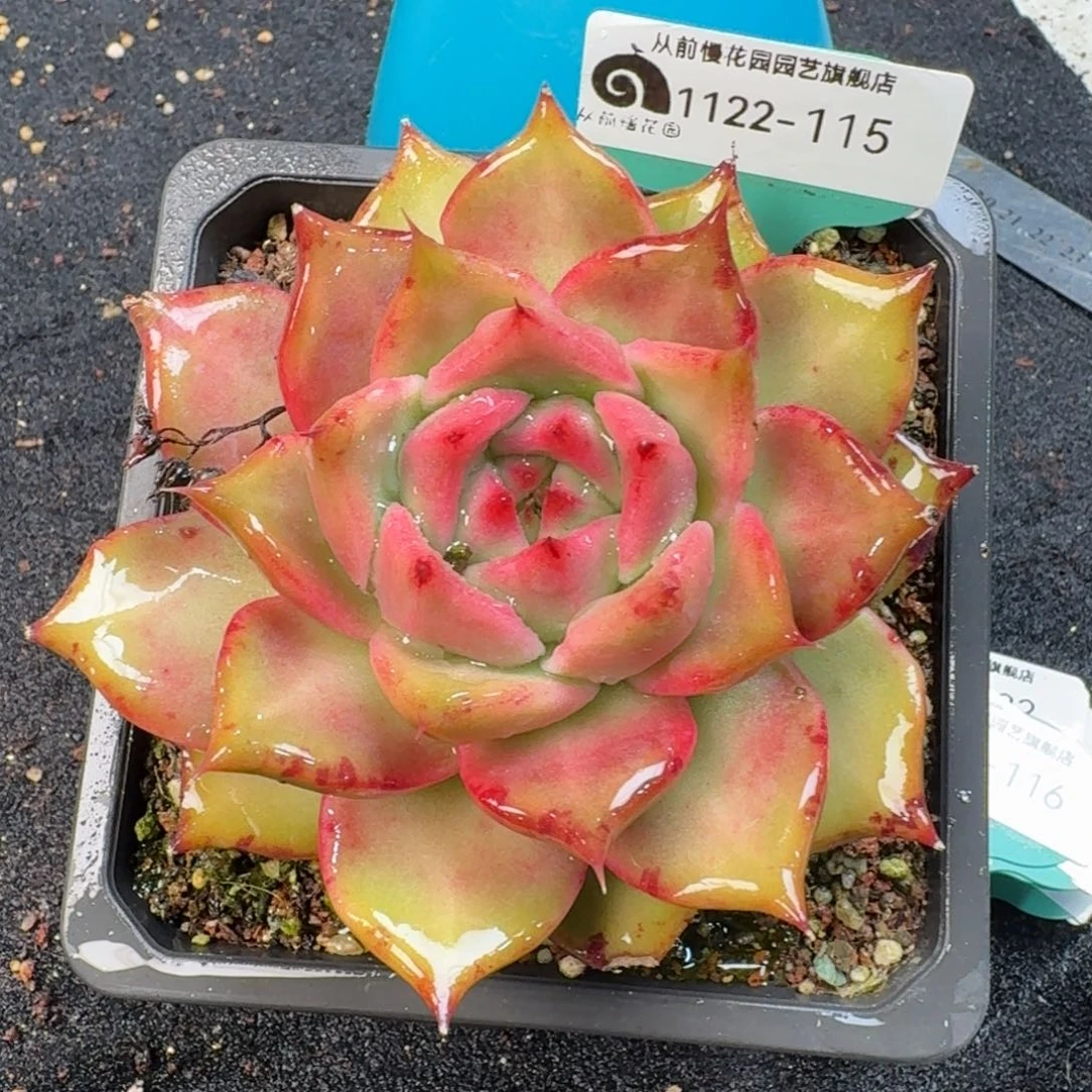 从前慢多肉精选编号1122.115