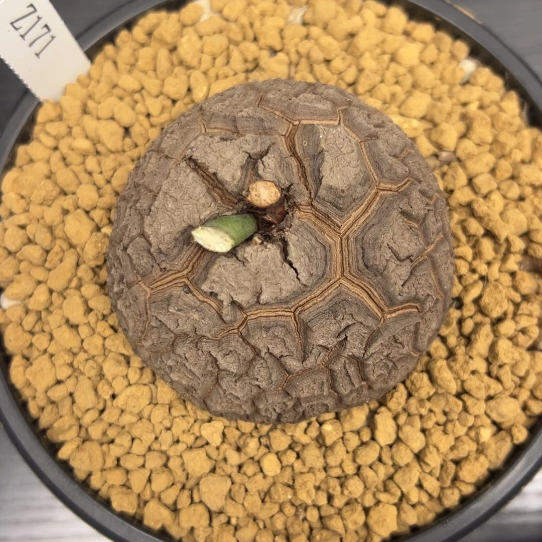 精品盆栽养定的龟甲龙171号