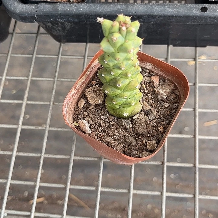 王***.我也不知道我为什么要这样