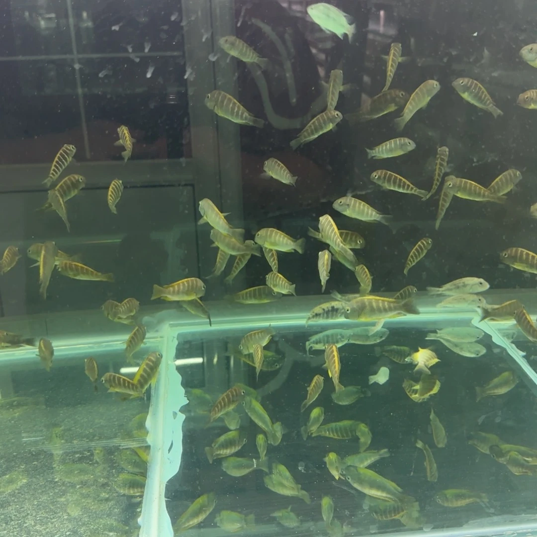 慈鲷野生蝴蝶一条定水盲盒