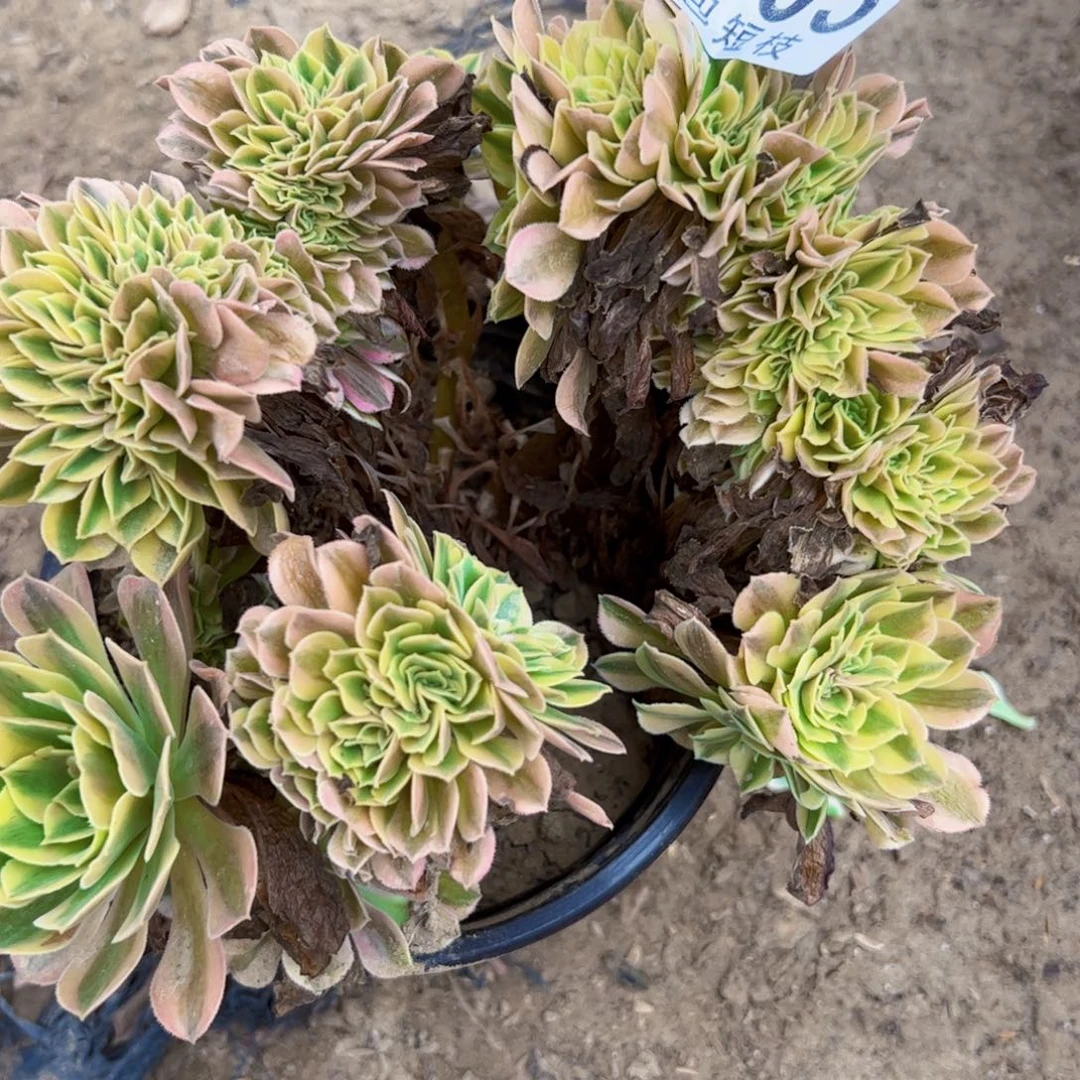 1605维纳缀多肉植物法师