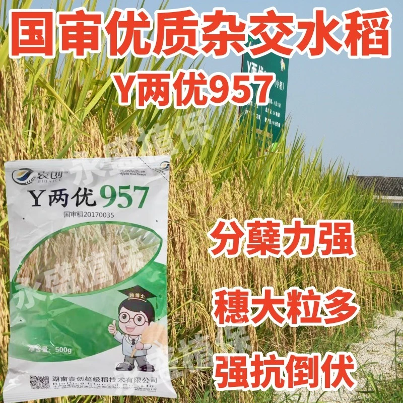 Y两优957 高产杂交水稻种子 正宗国审优质耐热抗倒长粒稻谷种子
