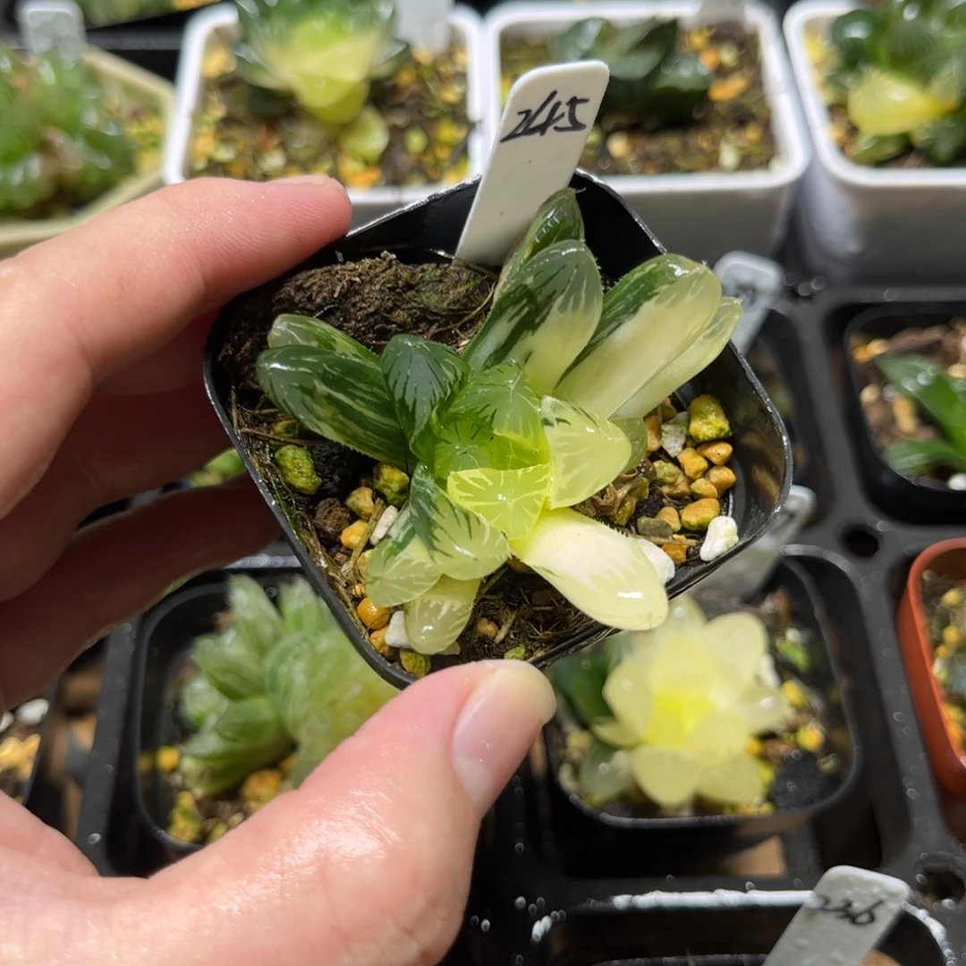 245夏沫玉露锦一物一拍