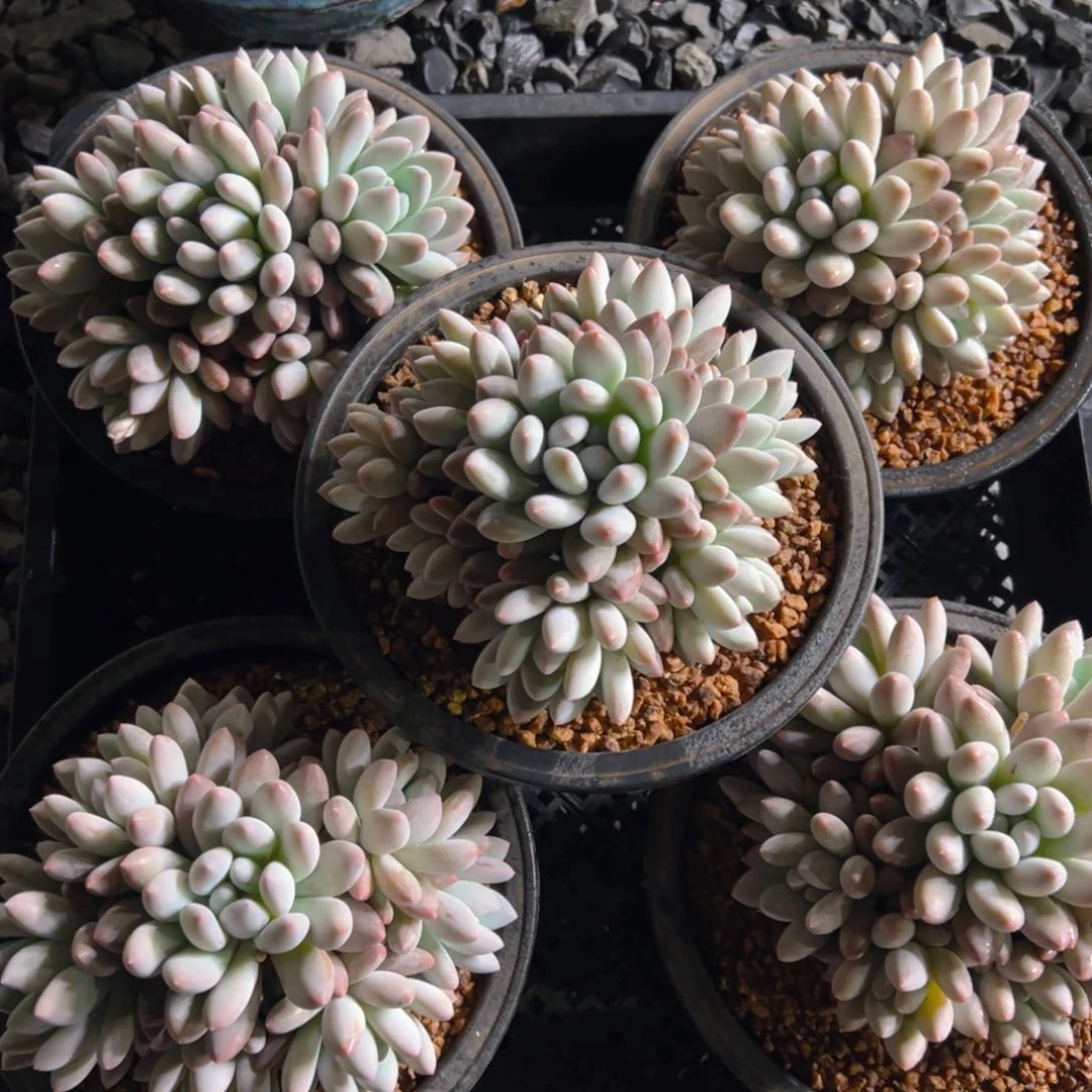 香所所11111111111