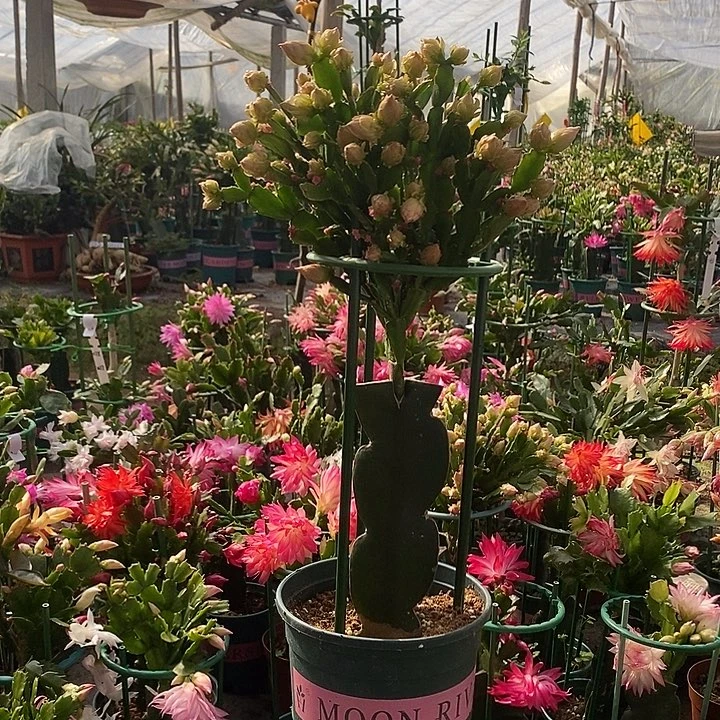 028重瓣一颗带盆发顺丰