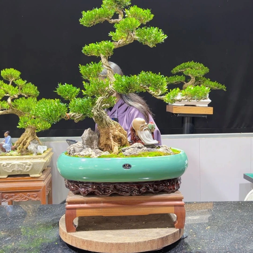 黄杨盆景老桩四季长青