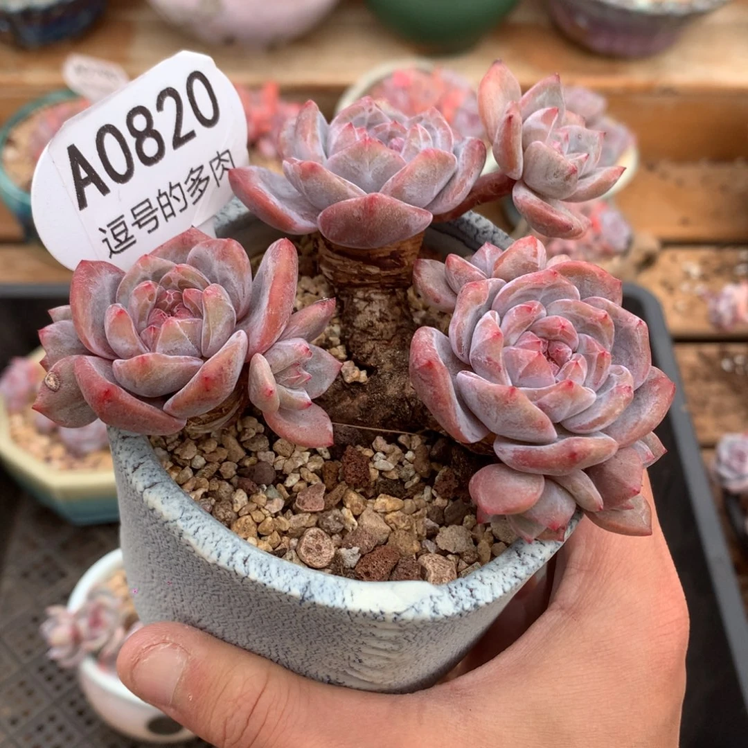 A0820 星影老桩小树 无砍 11cm