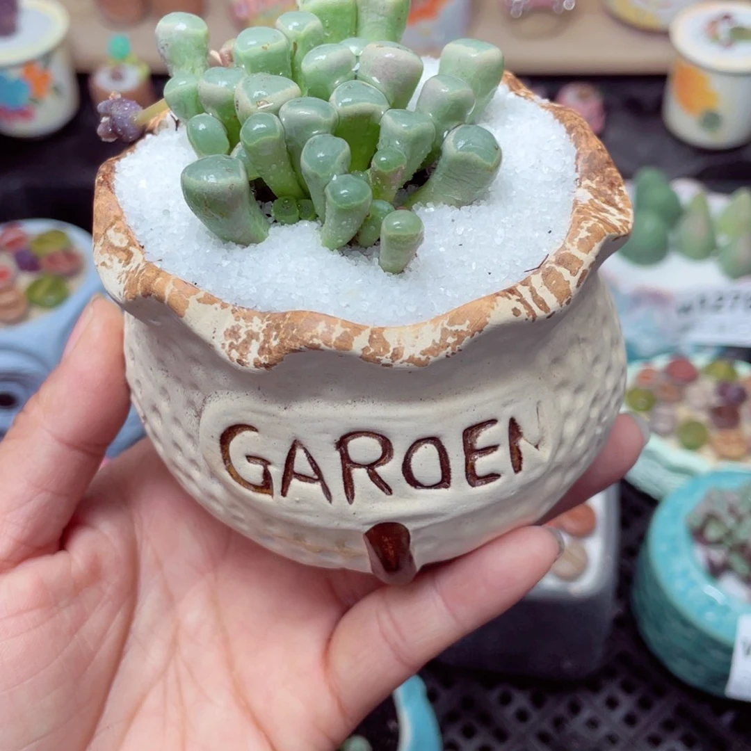 w1290 带盆土发货-零下地区拍保温箱