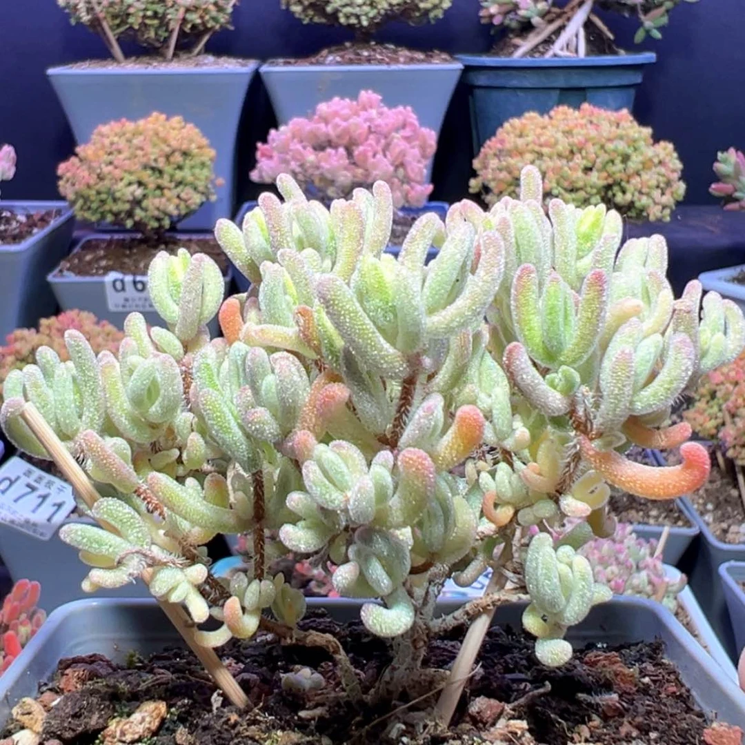 【闪购商品】d467橙叶锦枝干番杏