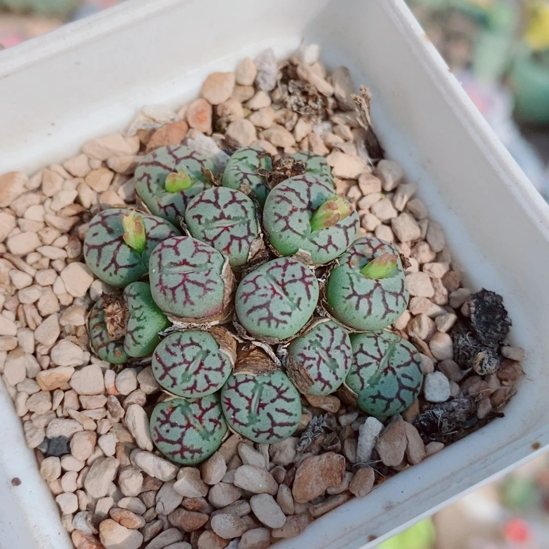 生石花花花花花花523