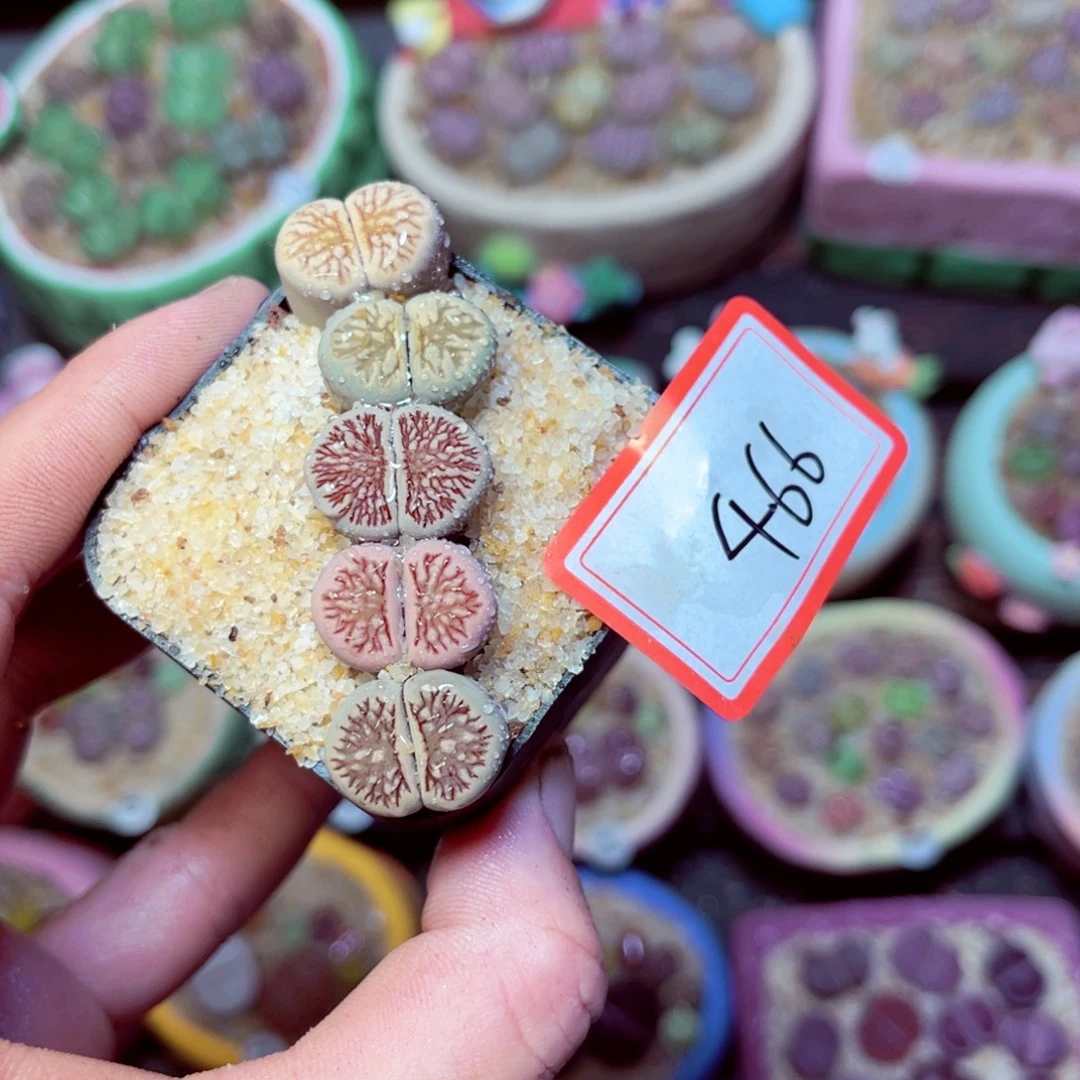 466生石花带盆发1