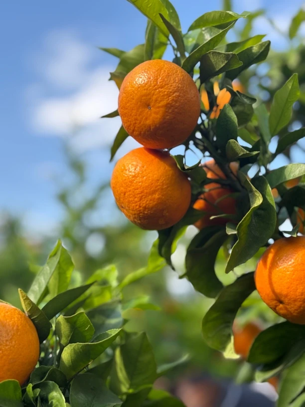 沃柑/云南新鲜沃柑现摘