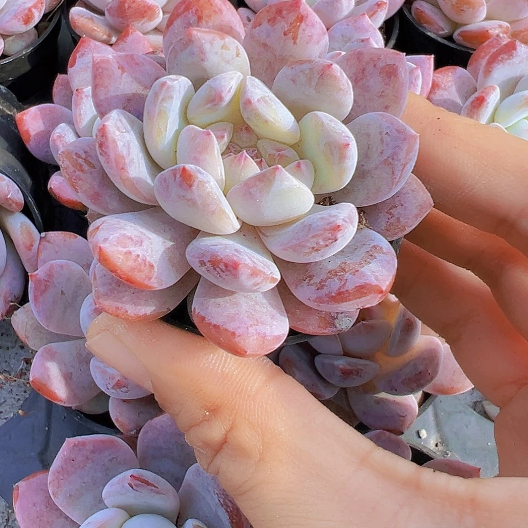 5厘米盆樱花橙2颗多肉