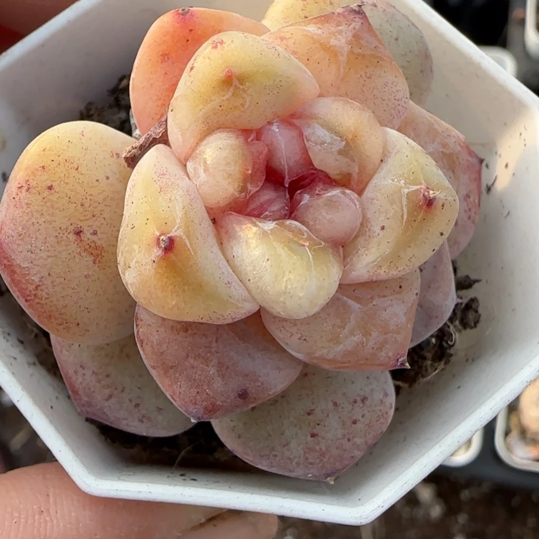 多肉小卡拉米糖心一物一拍