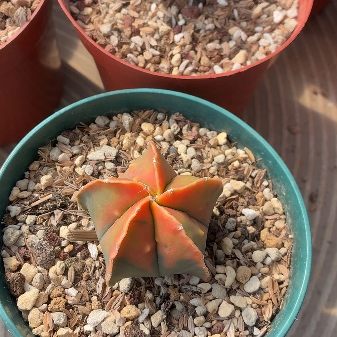 L***M无花朵红叶核桃！！！！！！