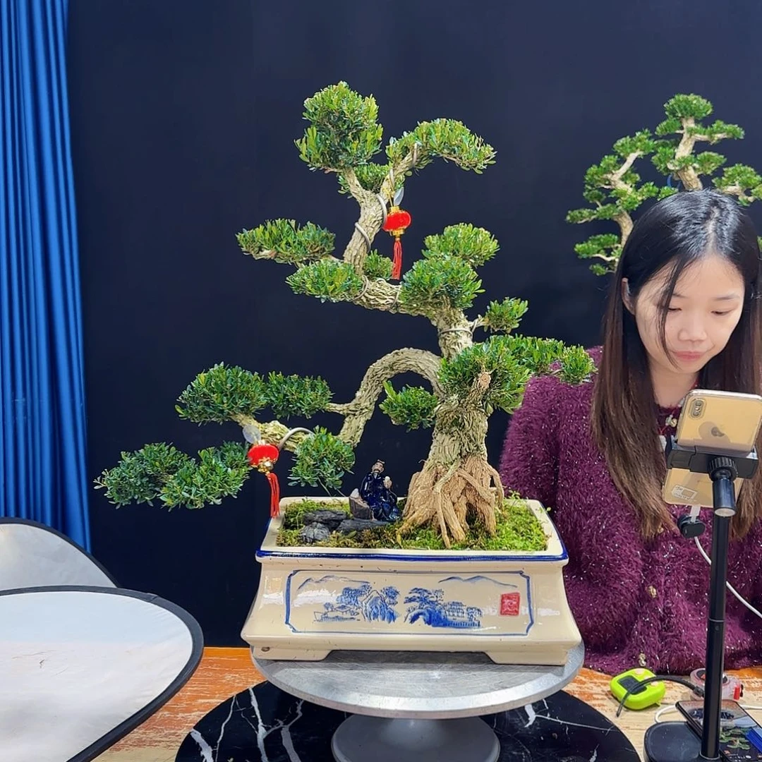 黄杨室内室外盆景