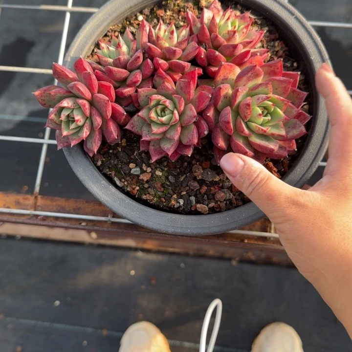 不知名多肉植物绿植