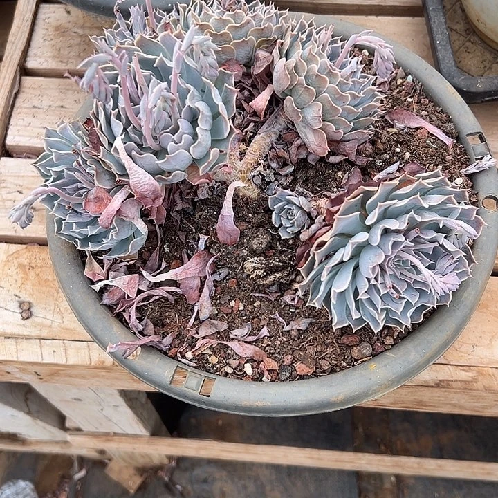 ?****多肉植物实物75