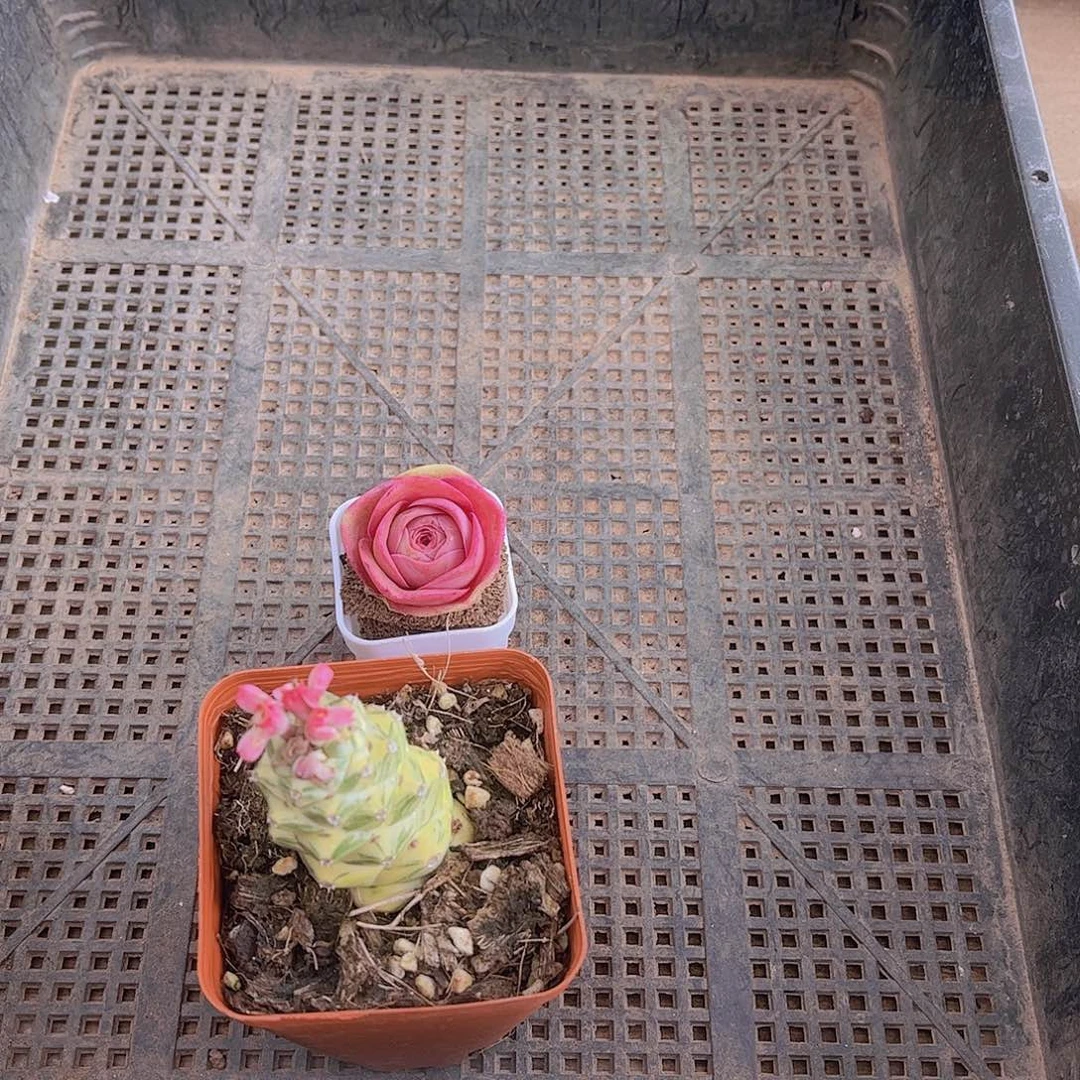 多肉308多肉植物