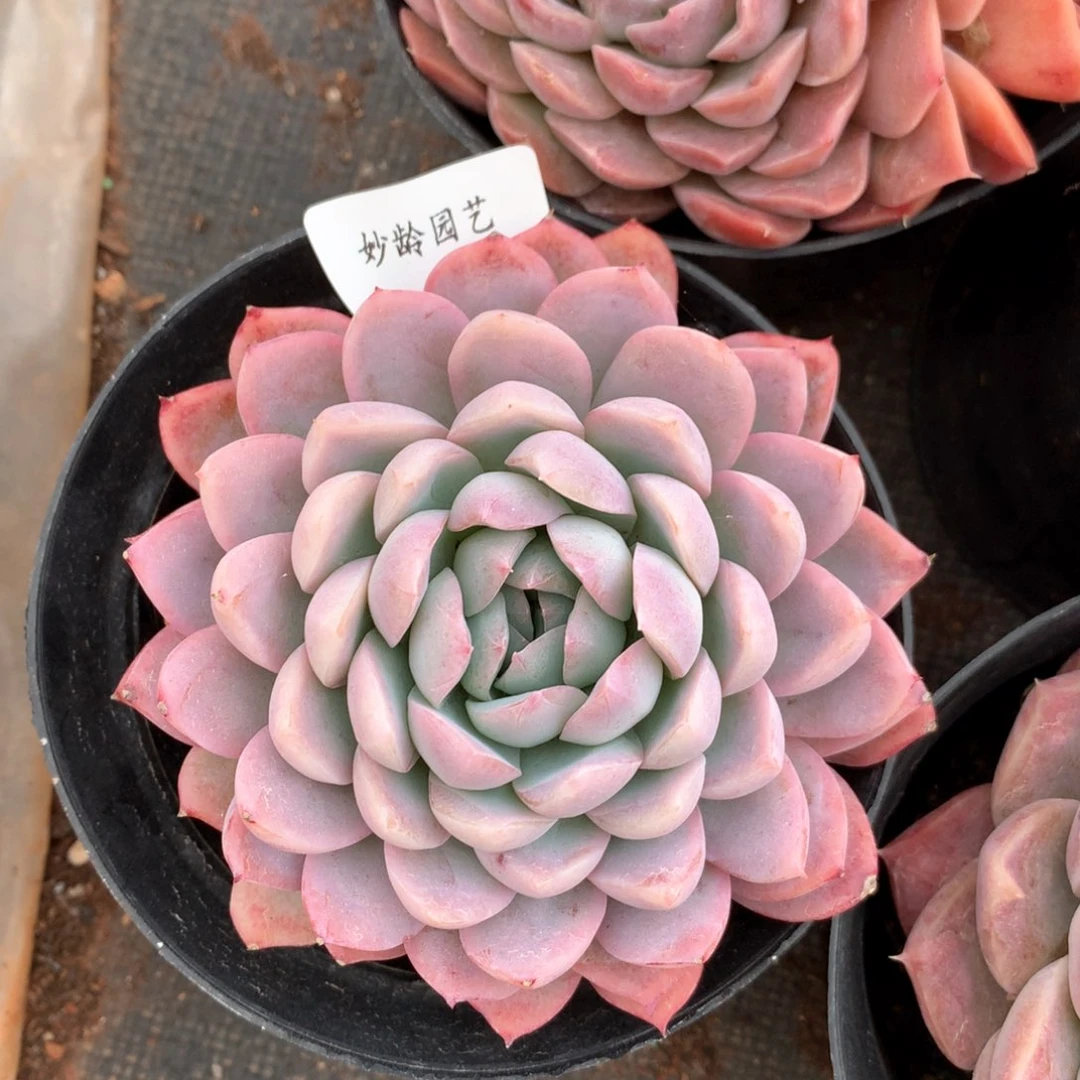 2049杂交多肉植物基地