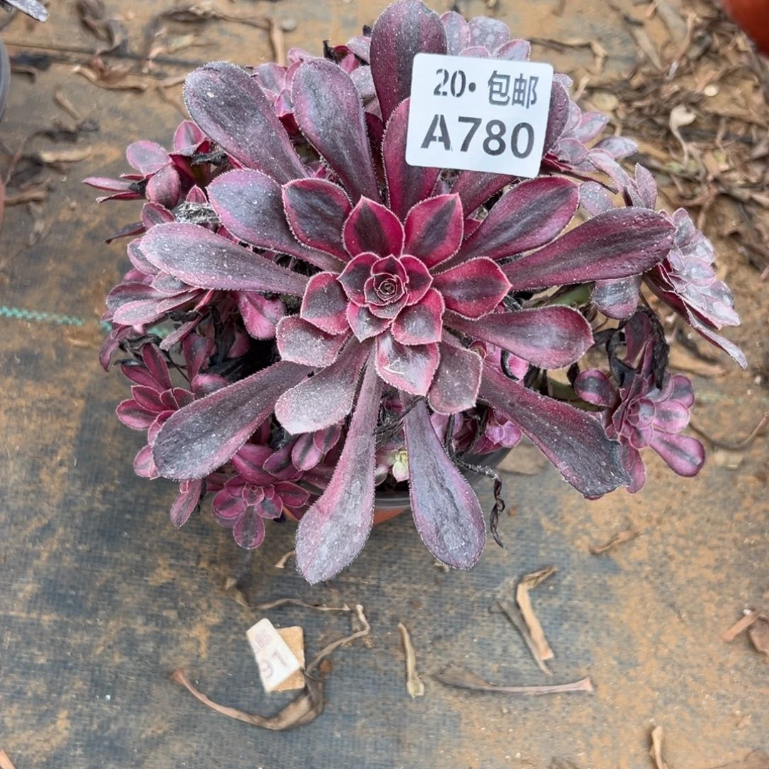 780香奶奶，满20包邮