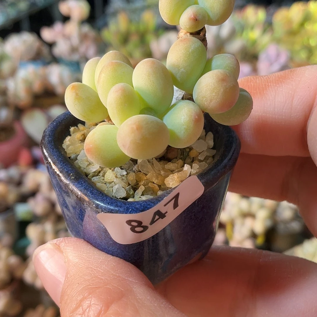 ↘**✨多肉植物的生长发育与生长发育