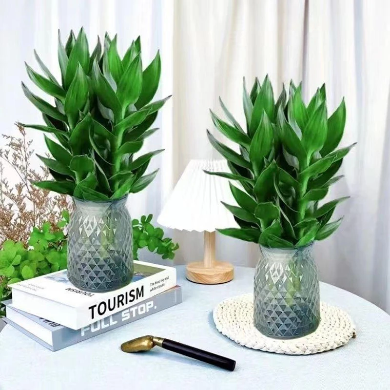 2瓶水培观音竹室内绿色植物 桌面盆栽 四季常青