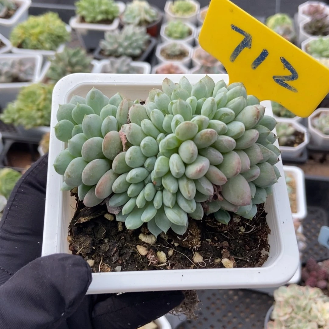 712粉珍妮缀多肉植物保护