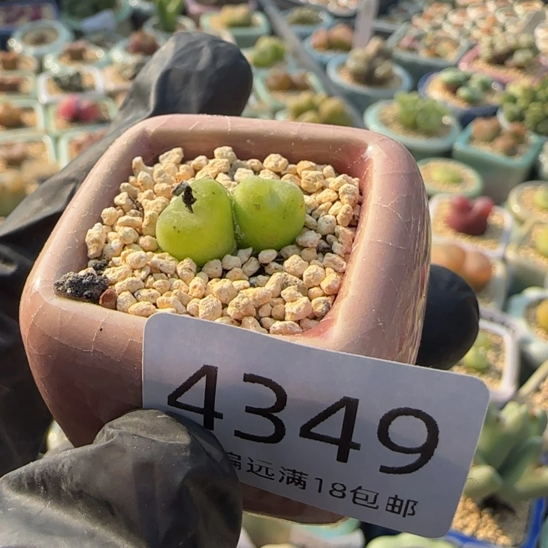 4349--一物一拍 带盆