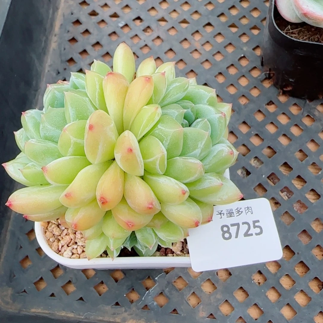 孤品群，8725多肉植物