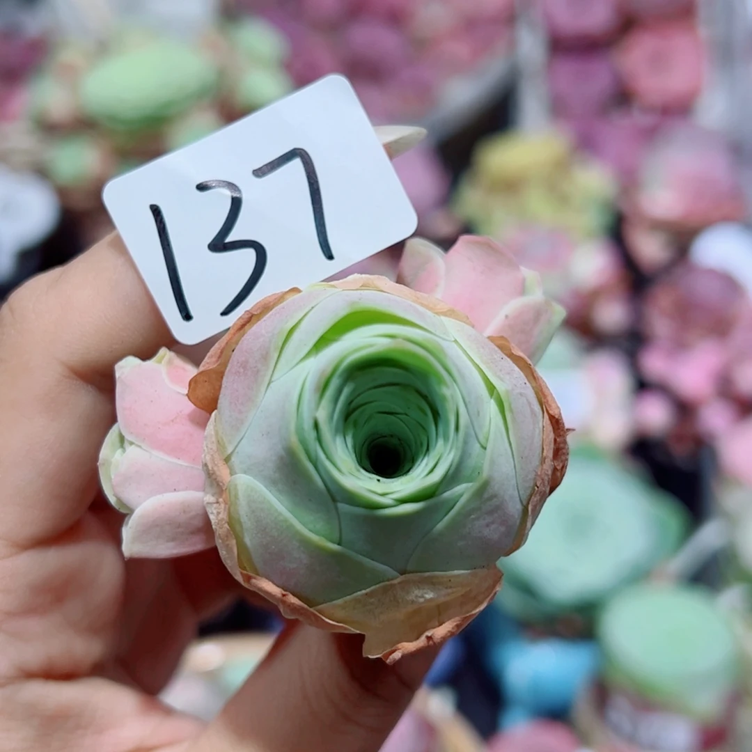 137水蜜桃福利三头。
