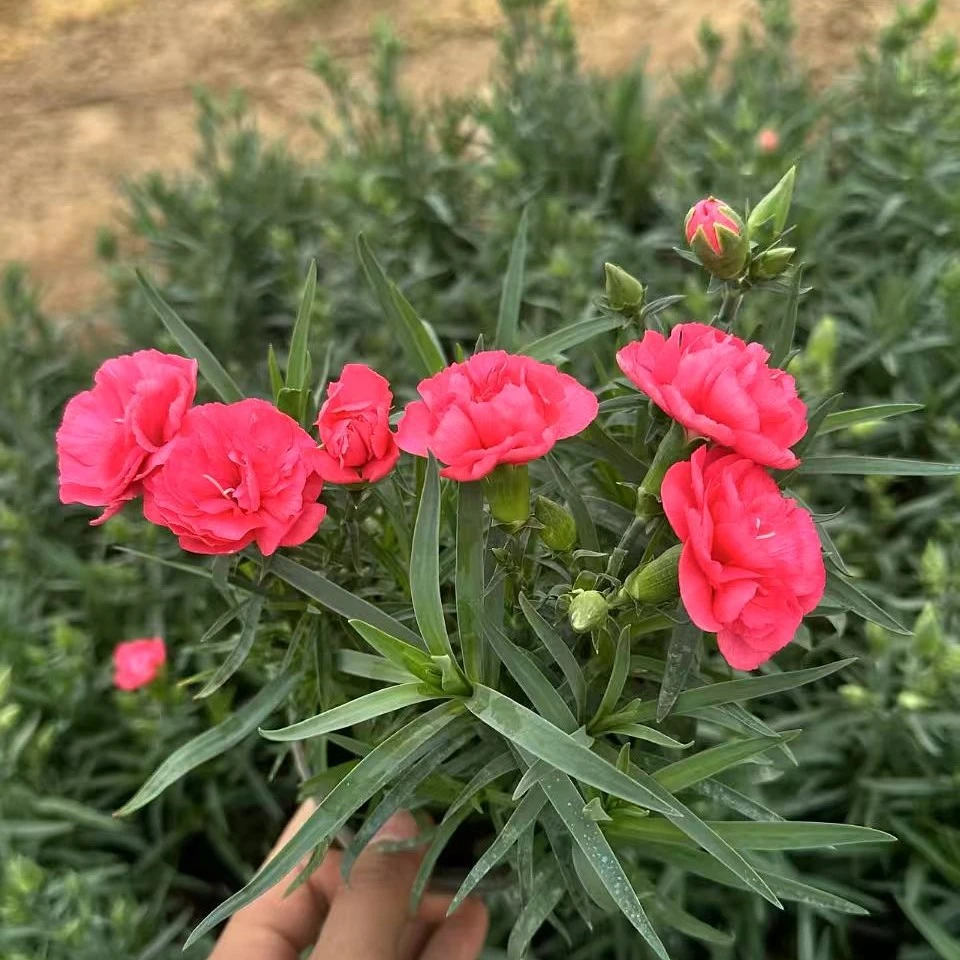 康乃馨【桃夭】原盆原土带花苞发货盆栽绿植室内阳台好养护