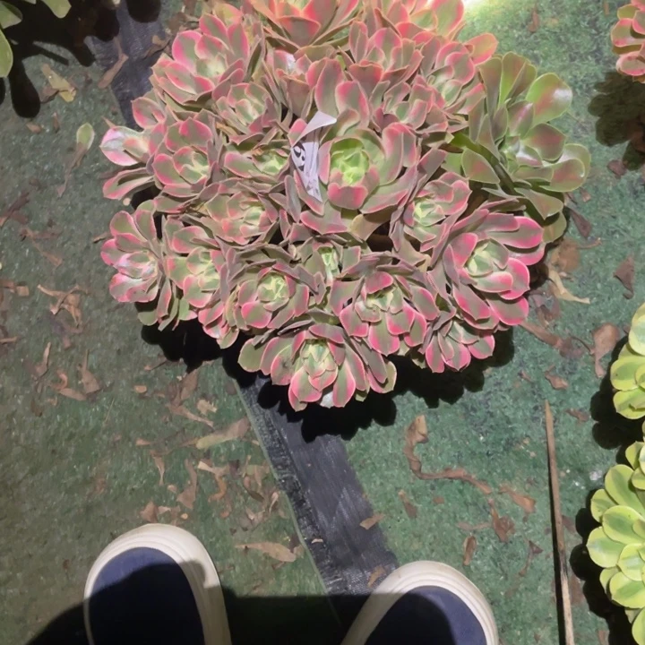 967号精品法师女妖